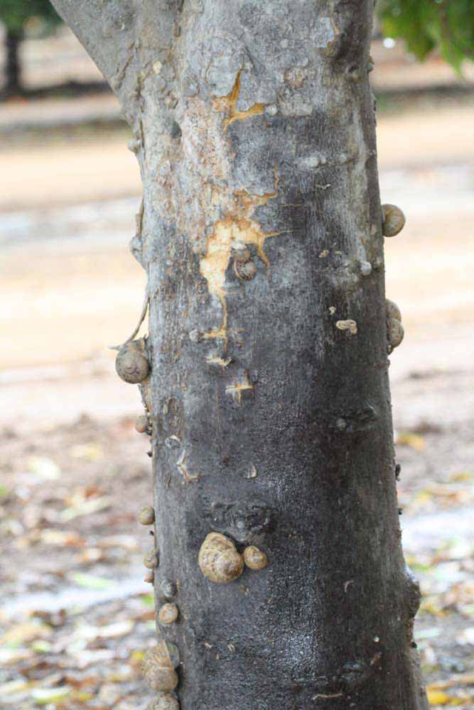            Bark (Riverside, CA)   
